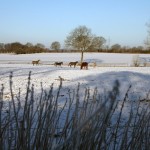 Winter Pastures