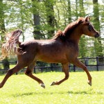 Nisan_2